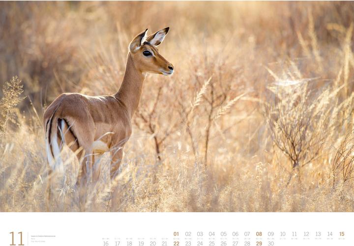 Actual product image Afrika - Gallery Kalender 2026 (66 x 50 cm, Hardcover, German, English)