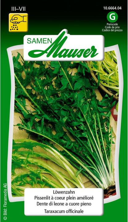 Produktbild Samen Mauser Löwenzahn (Gemüsesamen)