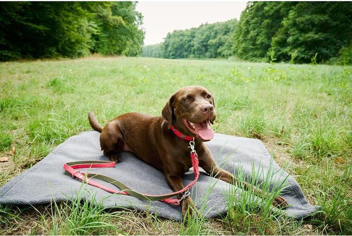 Produktbild Laboni Decke Teddy (Hund)