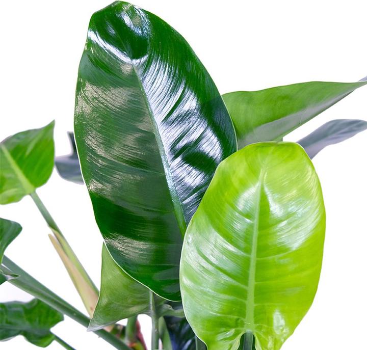 Produktbild VEG and the City Cali (Baumfreund - Philodendron Imperial Green) (65 cm)