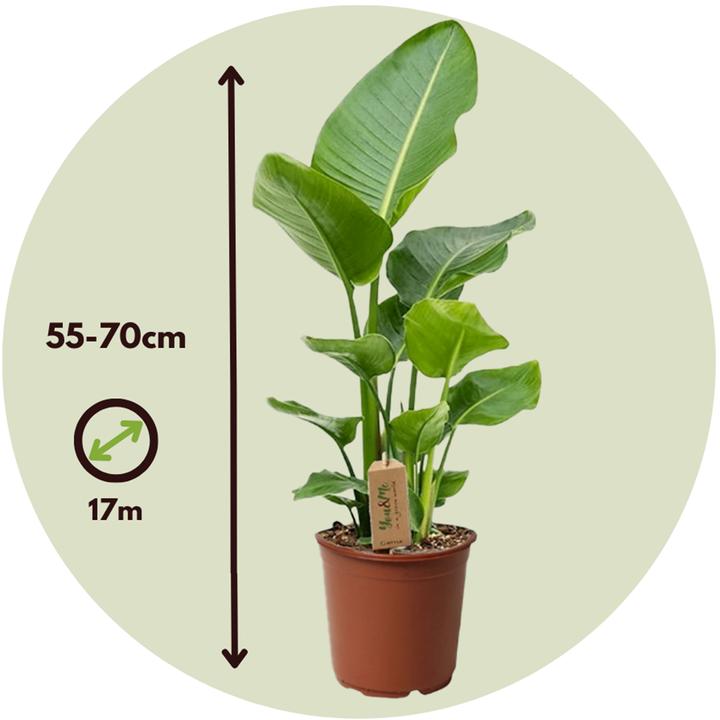 Image du produit Plant in a Box Strelitzia Nicolai - Lot de 2 Fleur d'oiseau de paradis (70 cm)