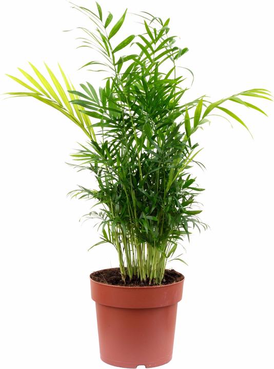 Produktbild Flowerbox Bergpalme - Chamaedorea elegans (70 cm)