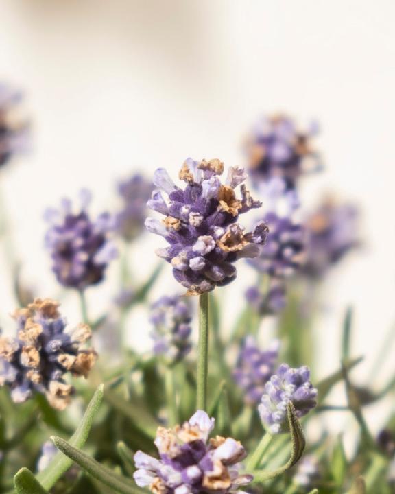 Produktbild feey Lavendel (20 cm, Tierfreundlich)