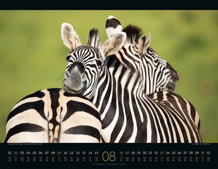 Produktbild Wildes Afrika Kalender 2026 (54 x 42 cm, Harter Einband, Englisch, Französisch, Deutsch)