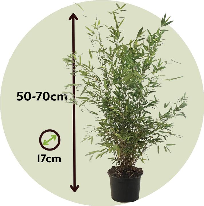Actual product image Plant in a Box Fargesia nitida 'Gansu' - Gansu bamboo (50 cm)