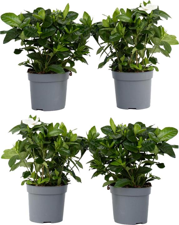 Produktbild Plant in a Box Gardenia Jasminoides - 4er Set Gartenien (20 cm)