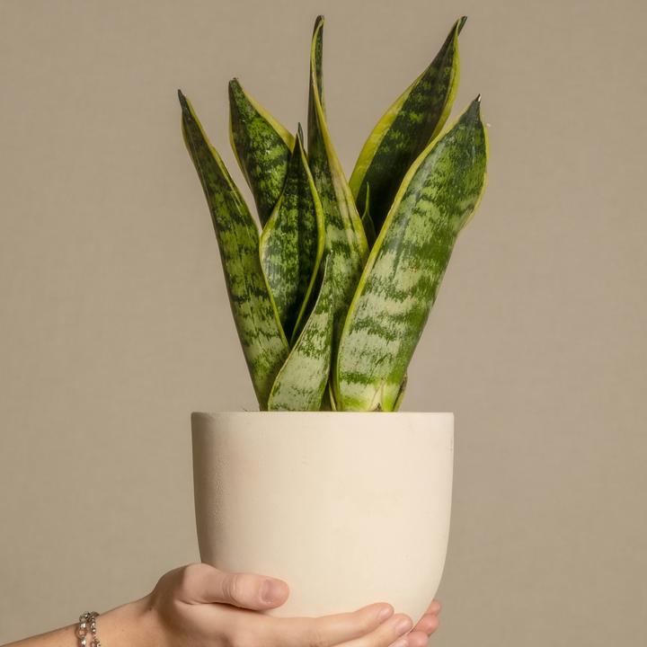 Immagine prodotto Plant in a Box Sansevieria trifasciata Laurentii - canapa a fiocco (65 cm)