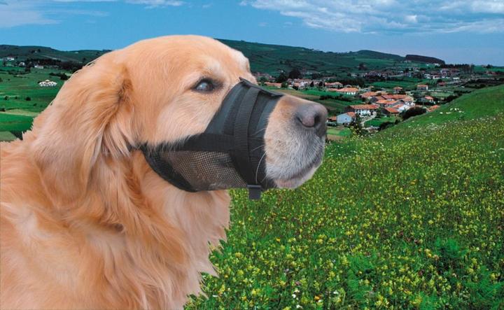 Actual product image Nobby Muzzle adjustable (1, Dog, Dog sport)
