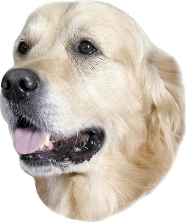 Produktbild Nobby Aufkleber Golden Retriever