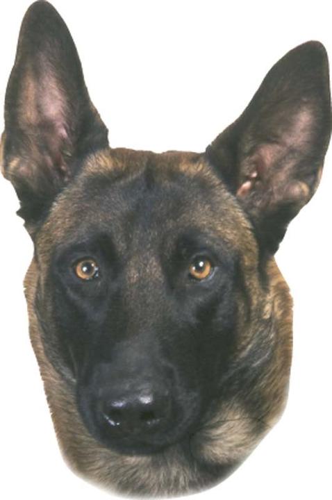 Image du produit Nobby Autocollant Malinois