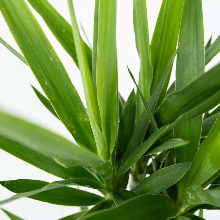 Image du produit Plant in a Box Yucca elephantipes - (50 cm)
