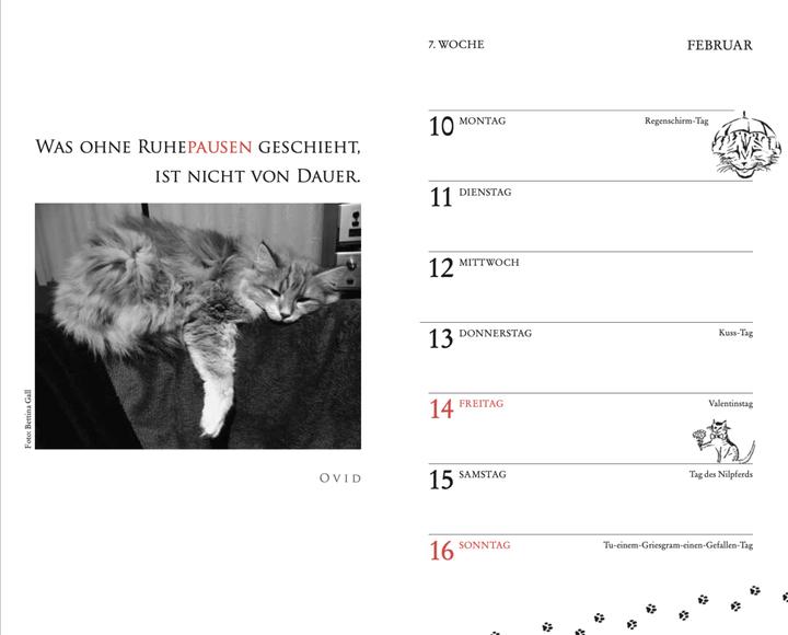Produktbild Katzen Taschenkalender 2025 (9.5 x 15 cm, Harter Einband, Deutsch)