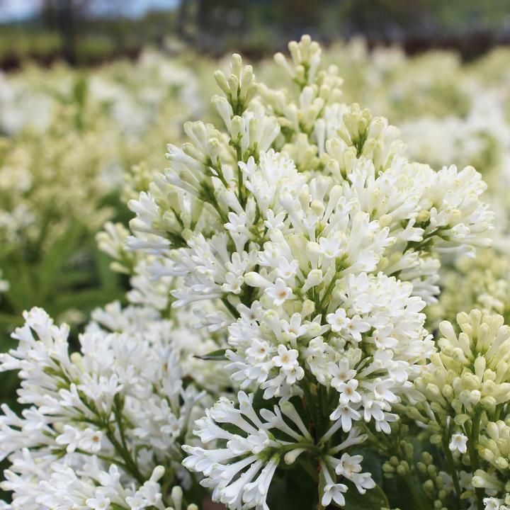 Immagine prodotto Zulauf Kanadischer Flieder / Syringa (PRE) 'Agnes Smith' (70 cm)