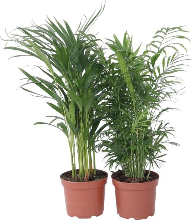 Image du produit Plant in a Box Chamaedorea Elegans, Dypsis lutescens - Mélange de 2 palmiers d'intérieur (60 cm)