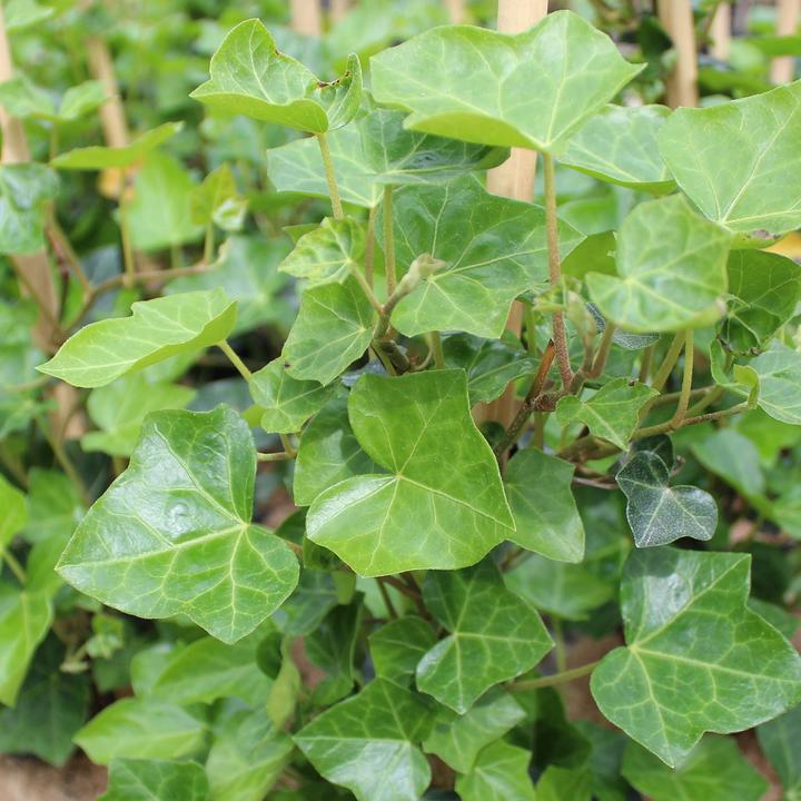 Actual product image Zulauf Irish ivy (125 cm)