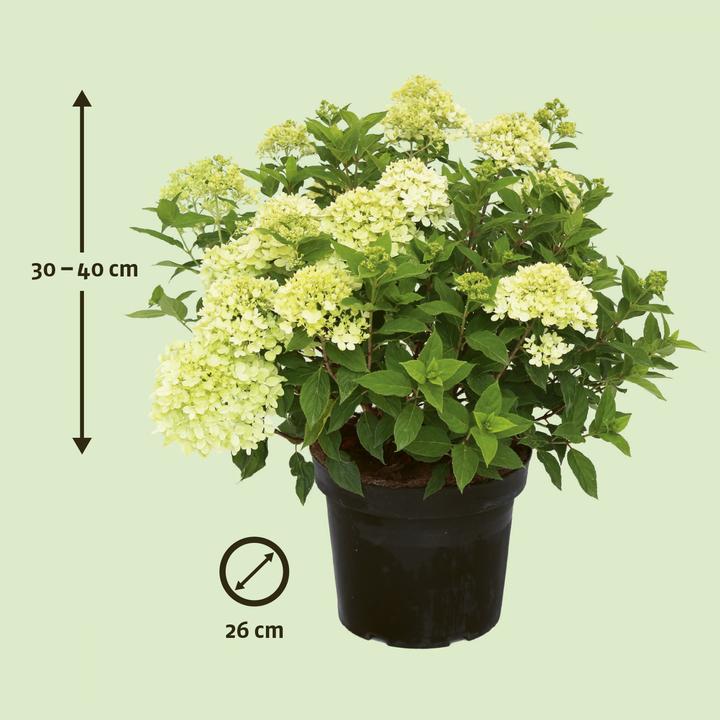 Image du produit Zulauf Zwerg-Rispen-Hortensie / Hydrangea pan. 'Little Lime' (30 cm)