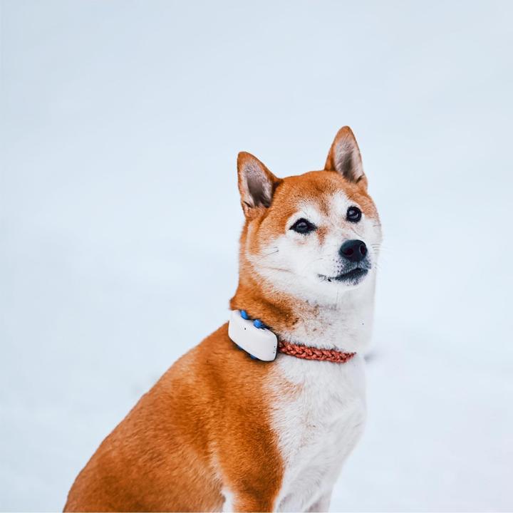 Actual product image Tractive Dog 4 GPS Tracker for Dogs (One size, Dog, General)