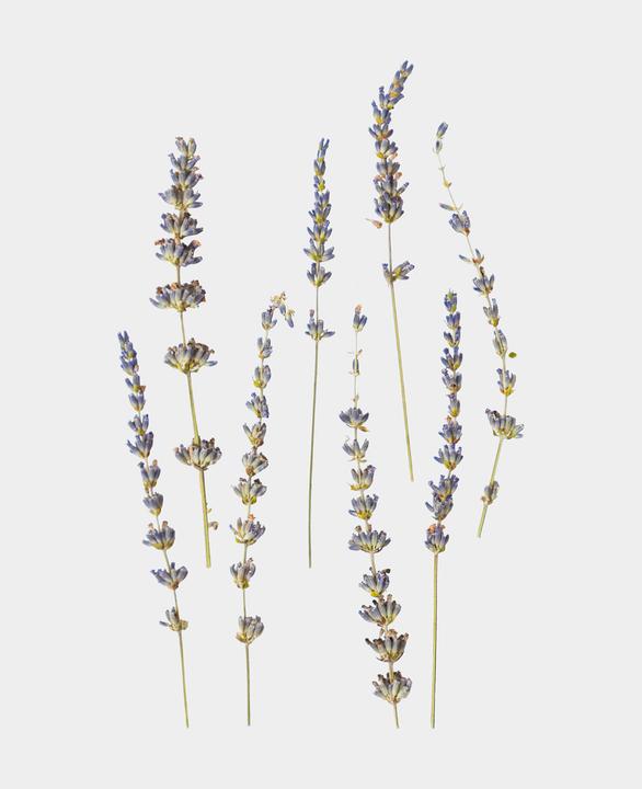 Actual product image I Am Creative Dried flowers lavender (Dried flowers)