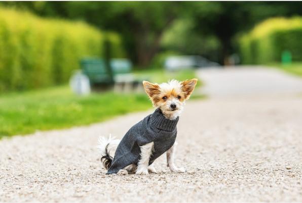 Immagine prodotto Chiara Maglione Elli (20, Maglione per cani)