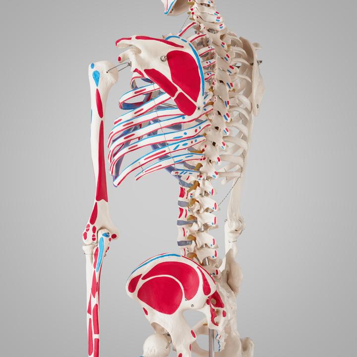 Actual product image tectake Anatomy skeleton