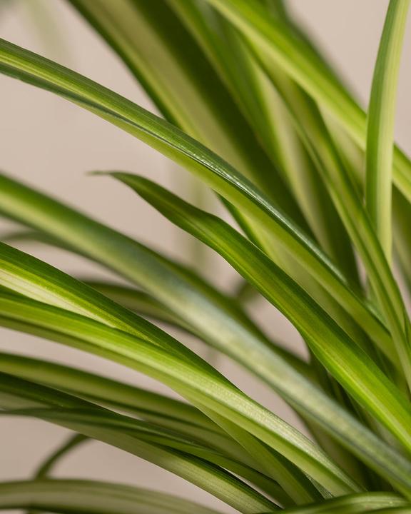 Actual product image feey Grünlilie (25 cm, Freshly repotted)
