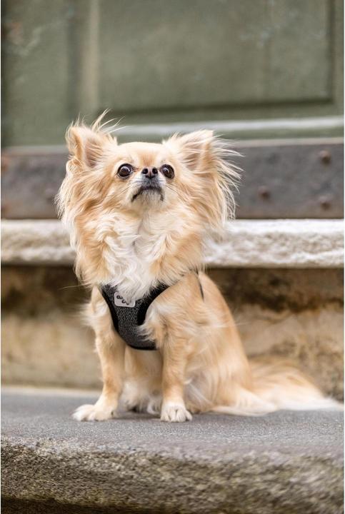 Immagine prodotto Curli Stoviglie Merino (3XS, Cane, Generale)