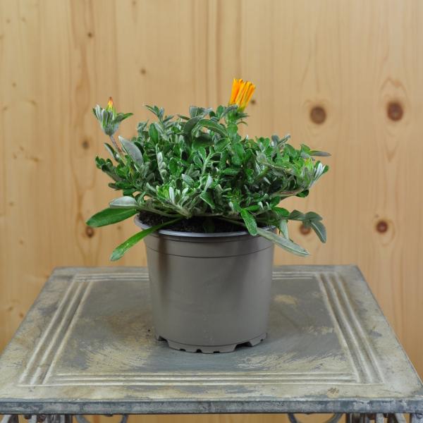 Actual product image Säntispracht Set of 4, Midday Gold - Gazania Cultivars Sun Stopper Orange (25 cm)