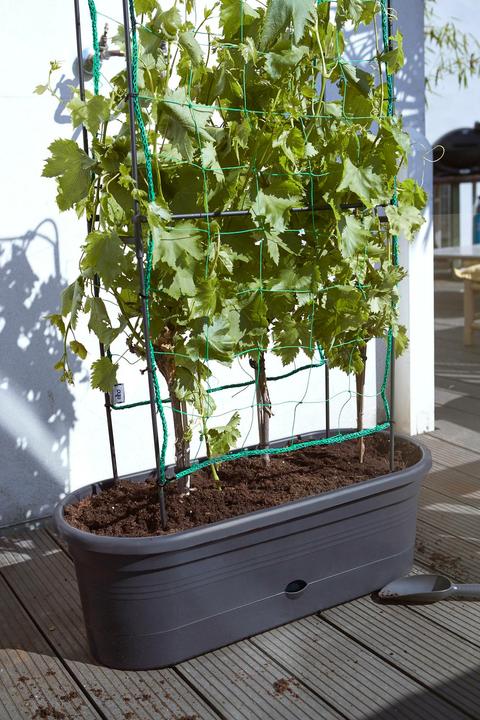Produktbild Elho Green Basics (78 cm)