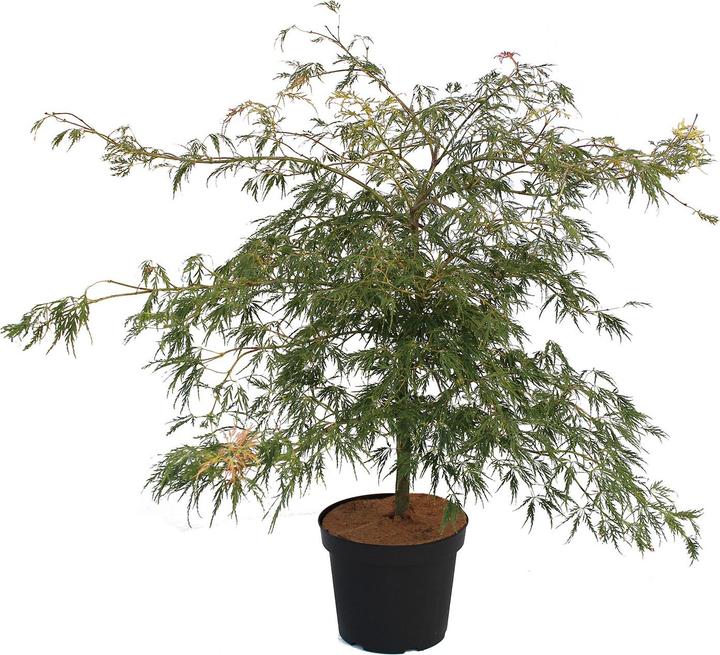 Image du produit Zulauf Japanischer Fächer-Ahorn / Acer palmatum 'Dissectum' (60 cm)