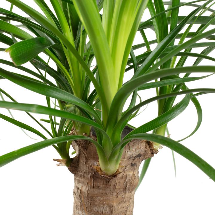 Image du produit Flowerbox Lot de 3 pieds d'éléphant, arbuste miracle, Alocasia