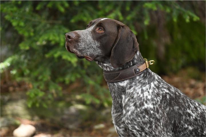 Image du produit Niggeloh Collier Classic Loden (S, Chien, Général)