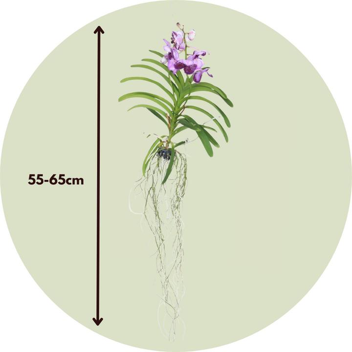 Actual product image Plant in a Box Vanda 'Lila' - Orchid (60 cm)