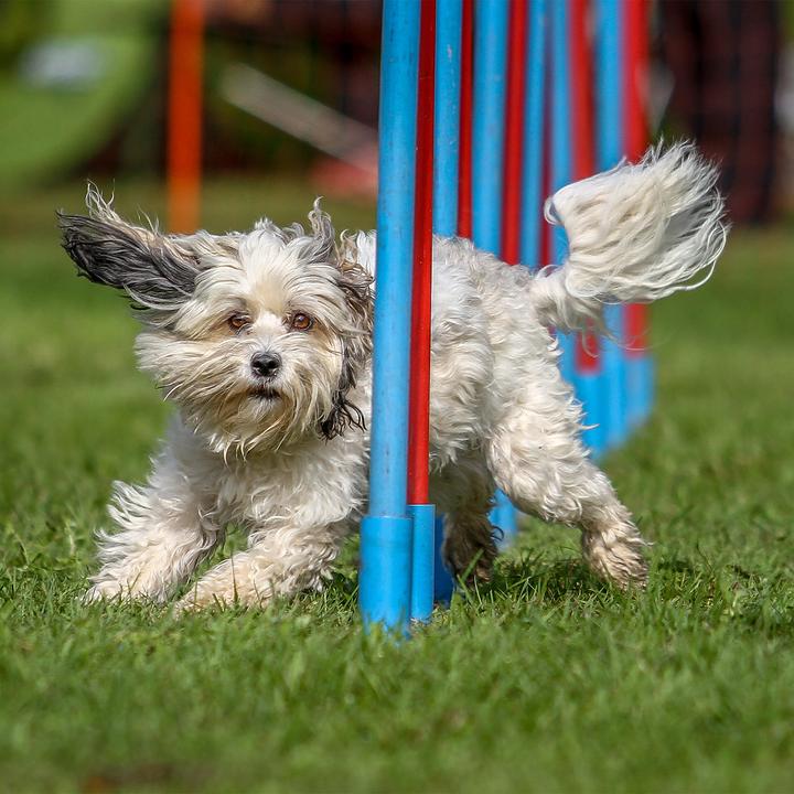 Immagine prodotto Relaxdays Agilità del buttafuori per cani (Taglia unica, Destrezza)