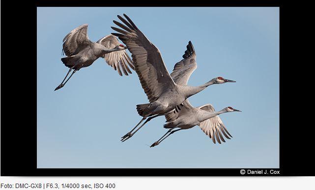 Image du produit Panasonic 100-400mm f/4-6.3 Leica DG Vario-Elmar ASPH. puissance O.I.S. (Micro Four Thirds, Micro Four Thirds)
