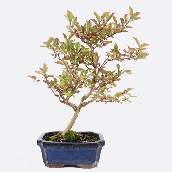 Produktbild Bonsai.ch Abelia grandiflora Abelie cm (15 cm)