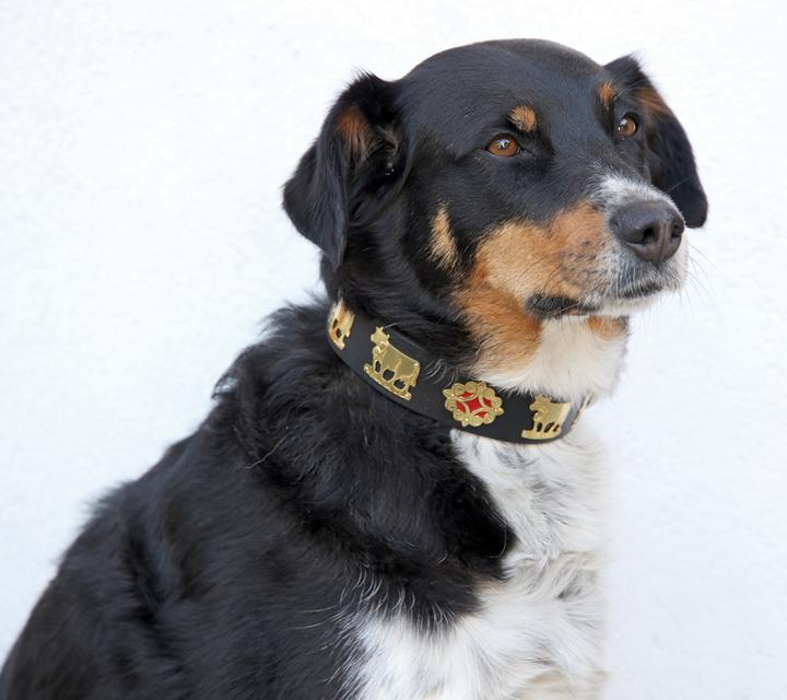 Produktbild Jenni Hemden Appenzellerhundehalsband 3,5cm (Hund, Spazieren)