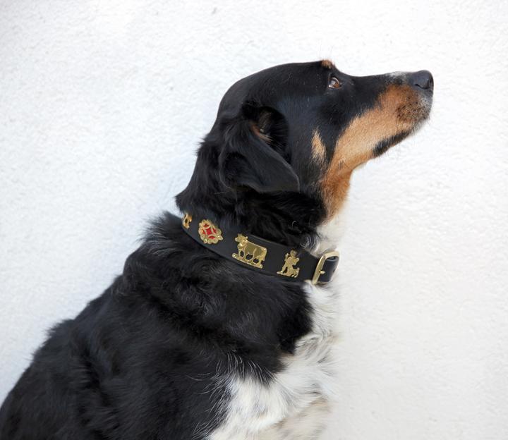 Produktbild Jenni Hemden Appenzellerhundehalsband 3,5cm (Hund, Spazieren)