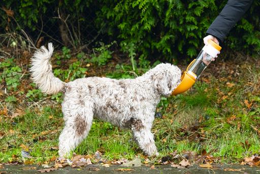 Actual product image Beeztees Drinking bottle dog (0.60 l)