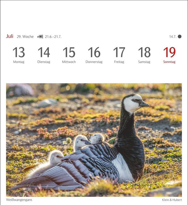 Produktbild Harenberg Heimische Vögel Postkartenkalender 2026 - Wochenkalender mit 53 Postkarten (Deutsch)