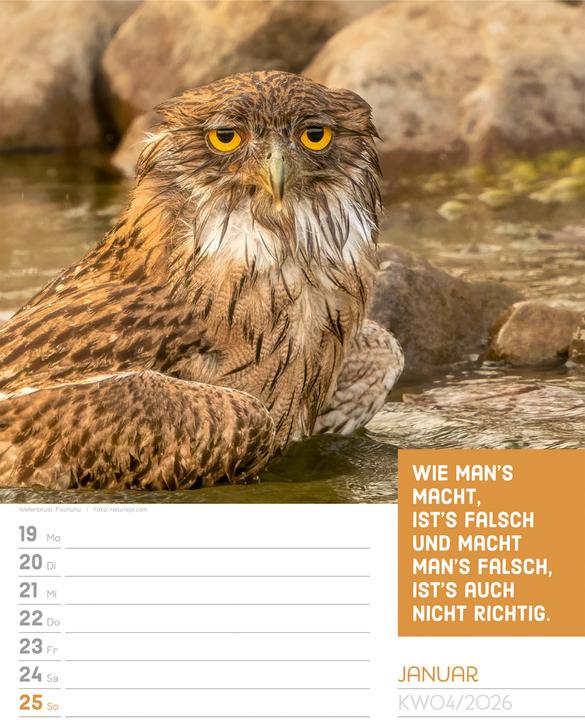 Actual product image Tierisch! Sprüchekalender - Wochenplaner Kalender 2026 (25 x 33 cm, Hardcover, German)