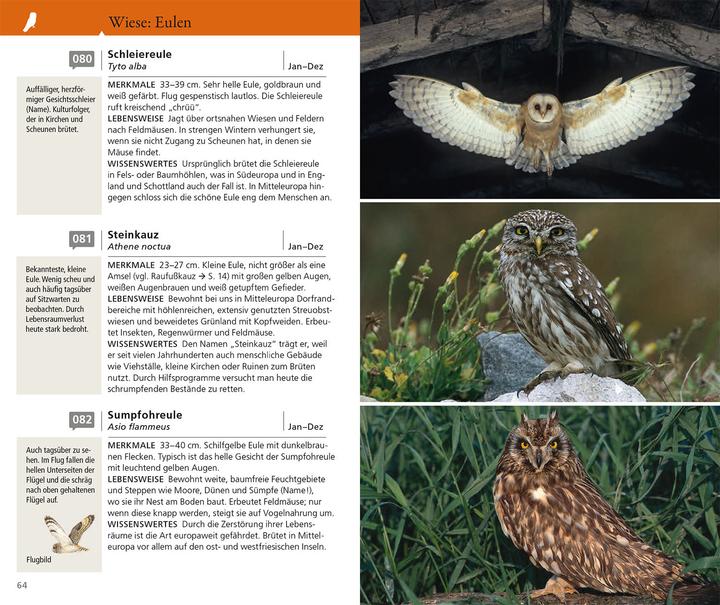 Produktbild Kosmos Vogelführer für unterwegs (Deutsch, Katrin Hecker, Frank Hecker, 2025)