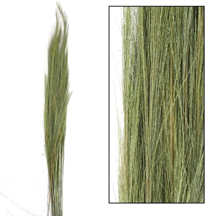 Verde muschio