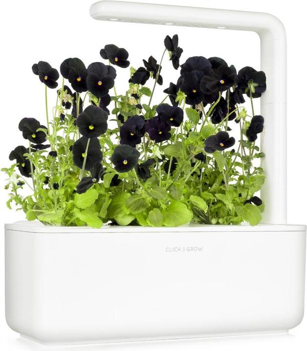 Image du produit Click and Grow Coussinets de plantes de pensées noires (Graines de fleurs)