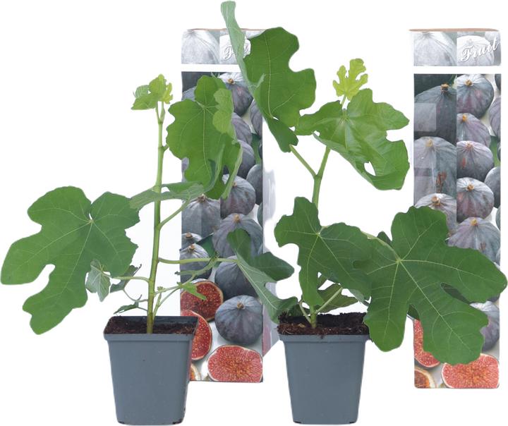 Immagine prodotto Plant in a Box Ficus carica 'Brown Turkey' - set di 2 alberi di fico (25 cm)