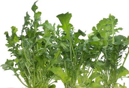 Produktbild Click and Grow Rucola (Gemüsesamen)