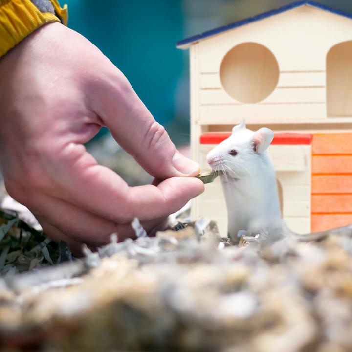 Actual product image Relaxdays Hamster House