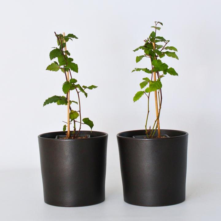 Actual product image Plant in a Box Rubus fruticosus Thornfree - set of 2 blackberry plants (50 cm)