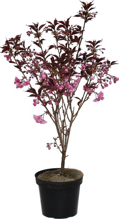 Zulauf Jap. Nelken-Kirsche / Prunus serr. 'Royal Burgundy' (80 cm)