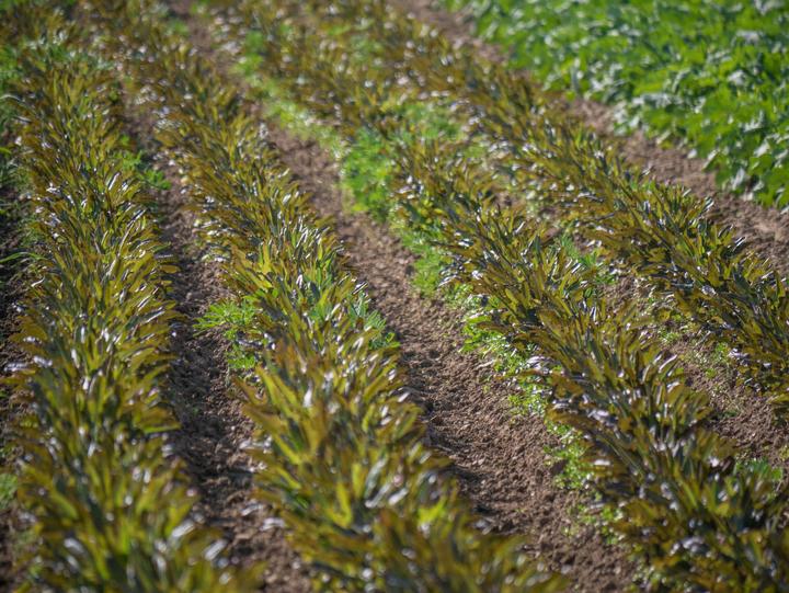 Produktbild Living Seeds grüner Eichblatt Salat, Cocarde (Gemüsesamen)