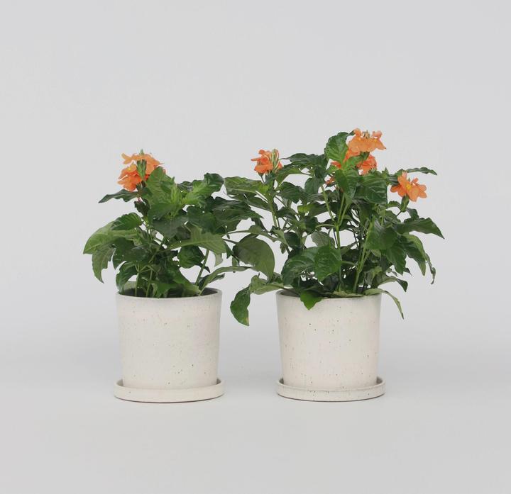 Produktbild Plant in a Box Crossandra infundibuliformis 'Fortuna' - 2er Set Feuerblume (20 cm)